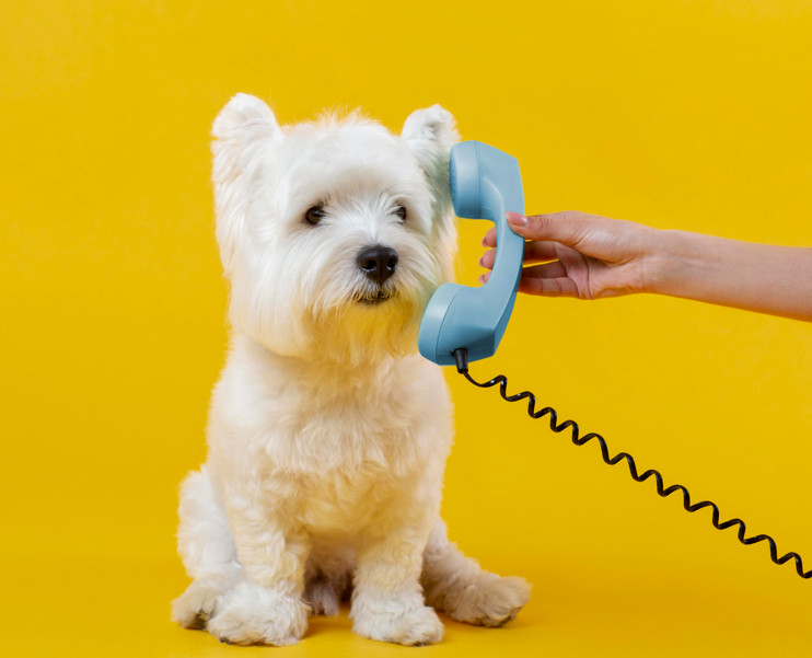 orientacion_veterinaria_telefonica